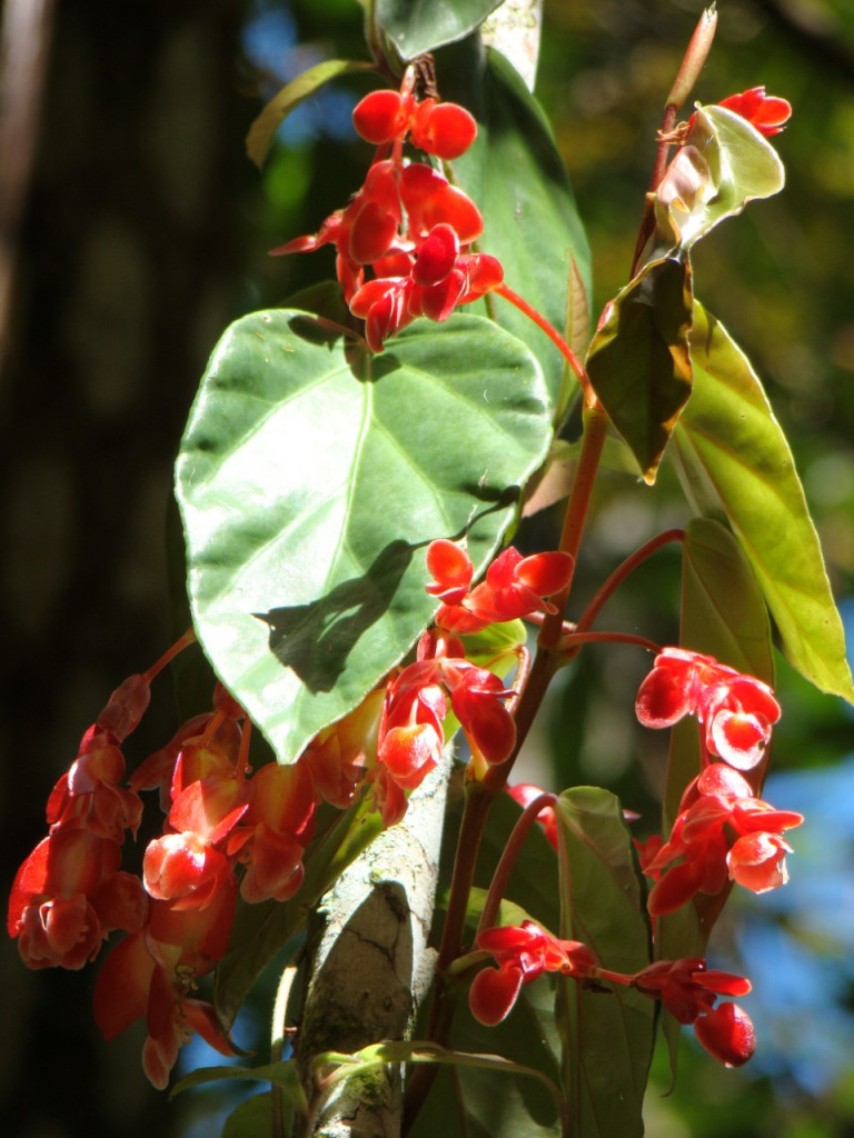 Plantas nativas