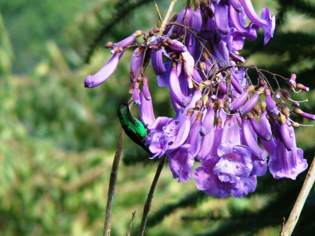 Plantas Nativas