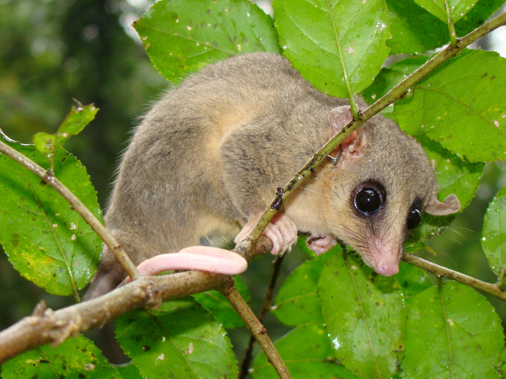 marsupiais