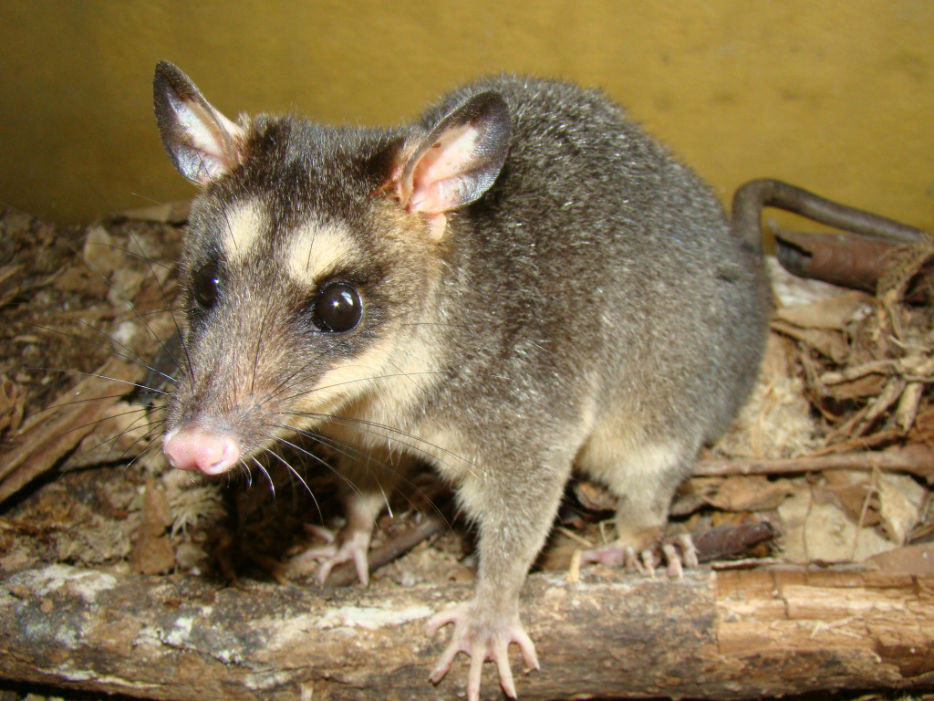 marsupiais